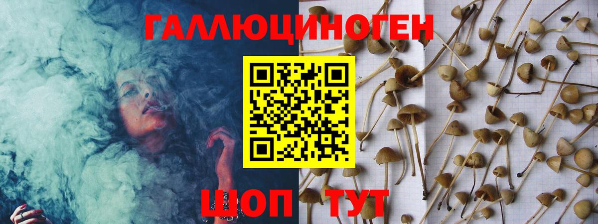 Галлюциногенные грибы Psilocybe Видное